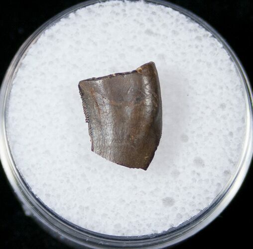 Tyrannosaur Tooth Fragment - Montana #17560